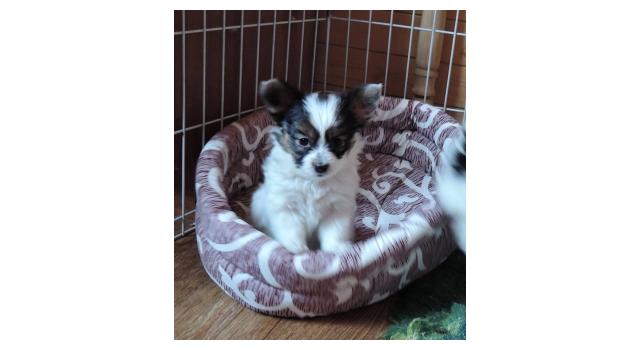 Щенки папийона (папильона) в питомнике Бон Плезир Щенки папийона (папильона) в питомнике Бон Плезир