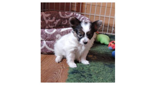 Щенки папийона (папильона) в питомнике Бон Плезир Щенки папийона (папильона) в питомнике Бон Плезир