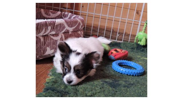 Щенки папийона (папильона) в питомнике Бон Плезир Щенки папийона (папильона) в питомнике Бон Плезир