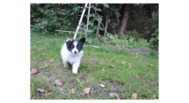 Puppies of papillon in Bon Plaisir Kennel Puppies of papillon in Bon Plaisir Kennel