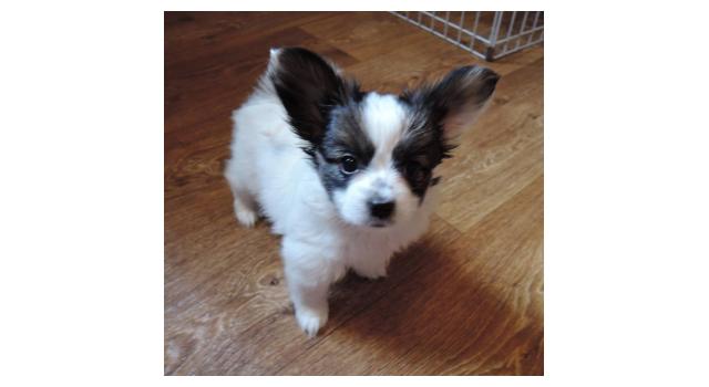 Щенки папийона (папильона) в питомнике Бон Плезир Щенки папийона (папильона) в питомнике Бон Плезир