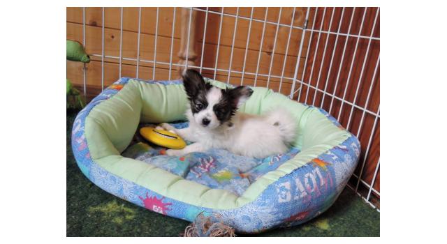 Щенки папийона (папильона) в питомнике Бон Плезир Щенки папийона (папильона) в питомнике Бон Плезир