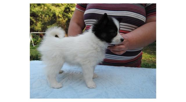 Puppies of papillon in Bon Plaisir Kennel Puppies of papillon in Bon Plaisir Kennel