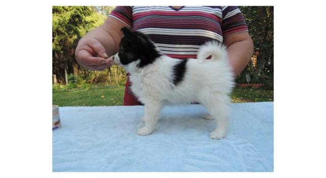 Puppies of papillon in Bon Plaisir Kennel Puppies of papillon in Bon Plaisir Kennel