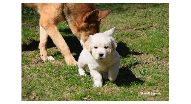 Щенки папийона (папильона) в питомнике Бон Плезир Щенки папийона (папильона) в питомнике Бон Плезир