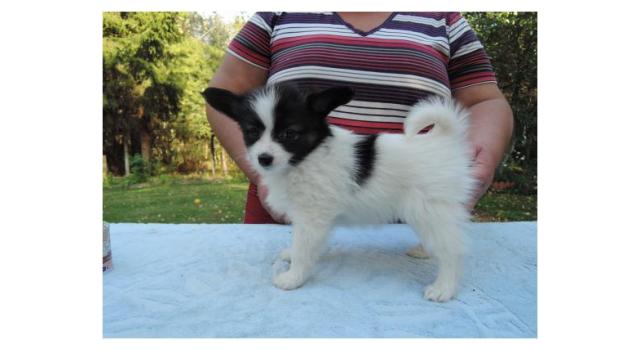 Puppies of papillon in Bon Plaisir Kennel Puppies of papillon in Bon Plaisir Kennel