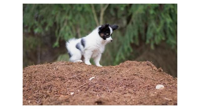 Puppies of papillon in Bon Plaisir Kennel Puppies of papillon in Bon Plaisir Kennel