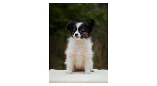 Puppies of papillon in Bon Plaisir Kennel Puppies of papillon in Bon Plaisir Kennel