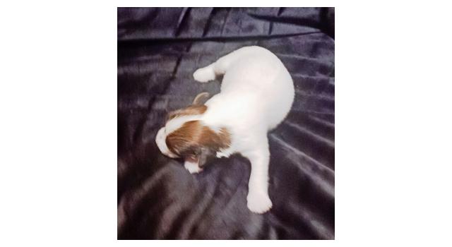 Щенки папийона (папильона) в питомнике Бон Плезир Щенки папийона (папильона) в питомнике Бон Плезир