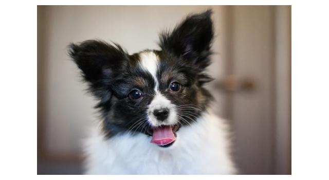Щенки папийона (папильона) в питомнике Бон Плезир Щенки папийона (папильона) в питомнике Бон Плезир