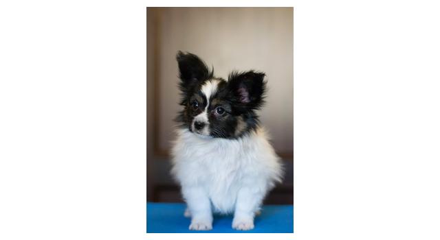 Щенки папийона (папильона) в питомнике Бон Плезир Щенки папийона (папильона) в питомнике Бон Плезир