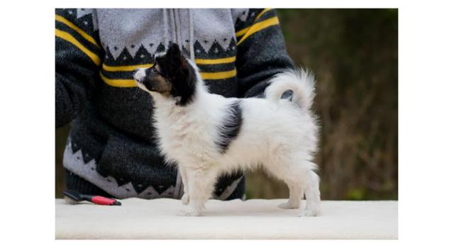 Puppies of papillon in Bon Plaisir Kennel Puppies of papillon in Bon Plaisir Kennel