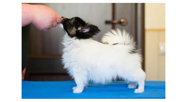 Щенки папийона (папильона) в питомнике Бон Плезир Щенки папийона (папильона) в питомнике Бон Плезир