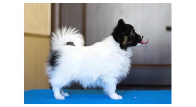 Щенки папийона (папильона) в питомнике Бон Плезир Щенки папийона (папильона) в питомнике Бон Плезир