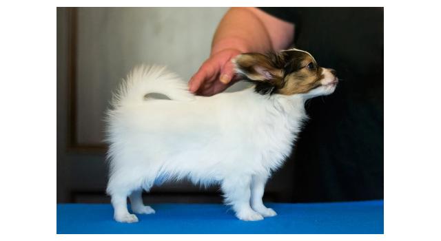 Щенки папийона (папильона) в питомнике Бон Плезир Щенки папийона (папильона) в питомнике Бон Плезир
