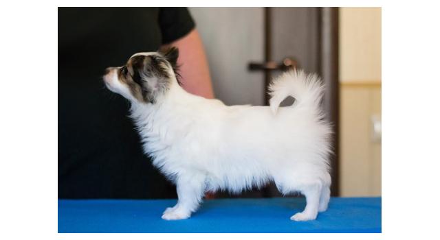 Щенки папийона (папильона) в питомнике Бон Плезир Щенки папийона (папильона) в питомнике Бон Плезир
