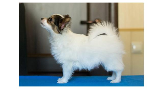 Щенки папийона (папильона) в питомнике Бон Плезир Щенки папийона (папильона) в питомнике Бон Плезир