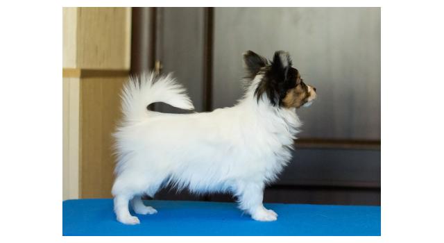 Щенки папийона (папильона) в питомнике Бон Плезир Щенки папийона (папильона) в питомнике Бон Плезир