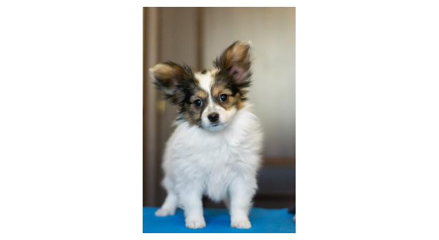 Щенки папийона (папильона) в питомнике Бон Плезир Щенки папийона (папильона) в питомнике Бон Плезир