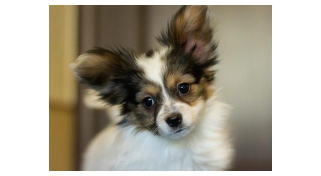 Щенки папийона (папильона) в питомнике Бон Плезир Щенки папийона (папильона) в питомнике Бон Плезир