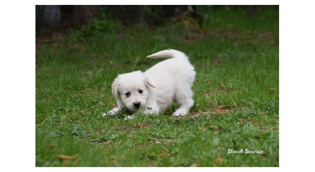 Puppies of papillon in Bon Plaisir Kennel Puppies of papillon in Bon Plaisir Kennel