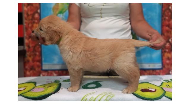 Щенки папийона (папильона) в питомнике Бон Плезир Щенки папийона (папильона) в питомнике Бон Плезир