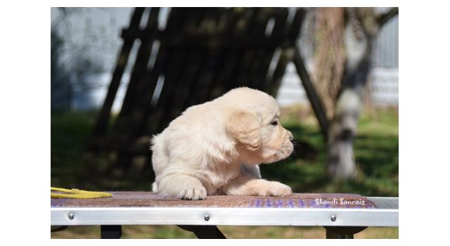 Puppies of papillon in Bon Plaisir Kennel Puppies of papillon in Bon Plaisir Kennel