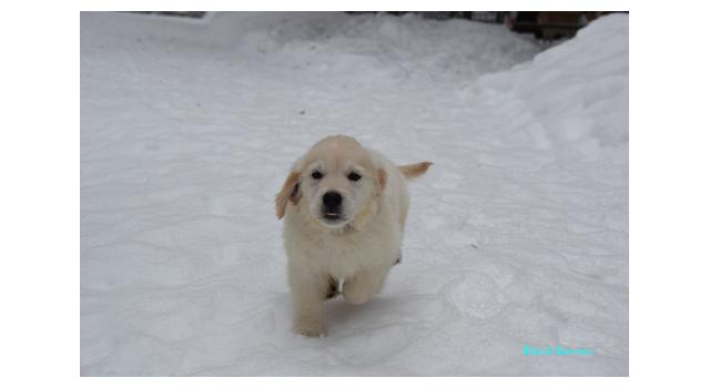Щенки папийона (папильона) в питомнике Бон Плезир Щенки папийона (папильона) в питомнике Бон Плезир