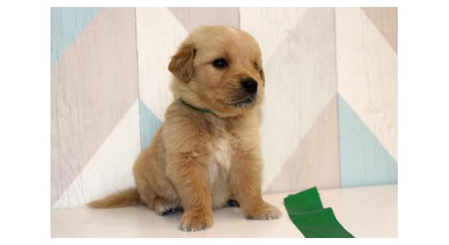 Щенки папийона (папильона) в питомнике Бон Плезир Щенки папийона (папильона) в питомнике Бон Плезир