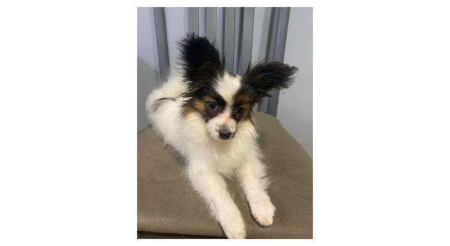 Щенки папийона (папильона) в питомнике Бон Плезир Щенки папийона (папильона) в питомнике Бон Плезир