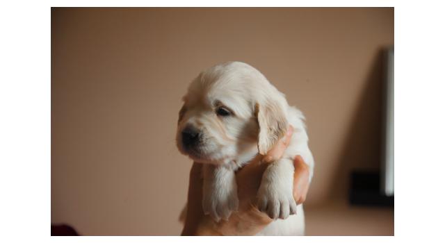 Щенки папийона (папильона) в питомнике Бон Плезир Щенки папийона (папильона) в питомнике Бон Плезир