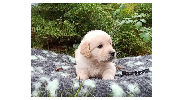 Щенки папийона (папильона) в питомнике Бон Плезир Щенки папийона (папильона) в питомнике Бон Плезир