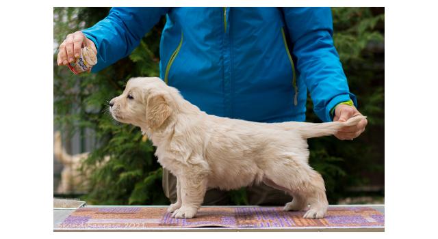 Щенки папийона (папильона) в питомнике Бон Плезир Щенки папийона (папильона) в питомнике Бон Плезир