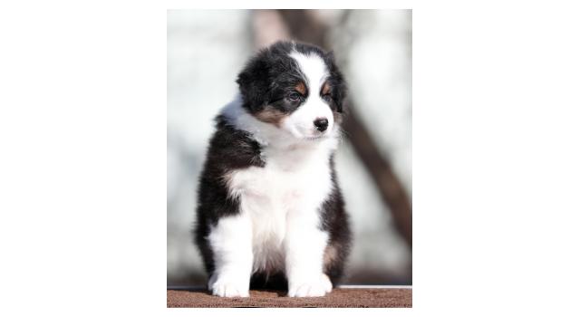 Щенки папийона (папильона) в питомнике Бон Плезир Щенки папийона (папильона) в питомнике Бон Плезир