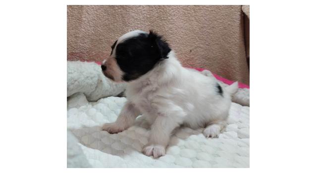 Щенки папийона (папильона) в питомнике Бон Плезир Щенки папийона (папильона) в питомнике Бон Плезир