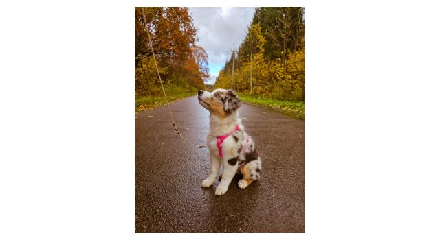 Щенки папийона (папильона) в питомнике Бон Плезир Щенки папийона (папильона) в питомнике Бон Плезир