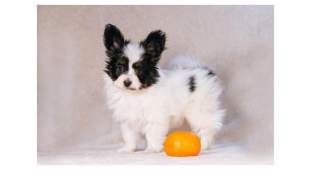 Щенки папийона (папильона) в питомнике Бон Плезир Щенки папийона (папильона) в питомнике Бон Плезир