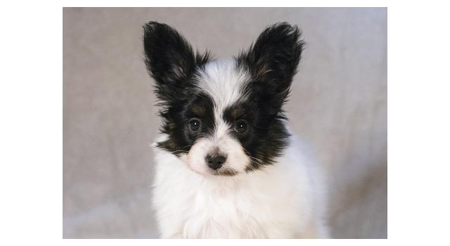Щенки папийона (папильона) в питомнике Бон Плезир Щенки папийона (папильона) в питомнике Бон Плезир