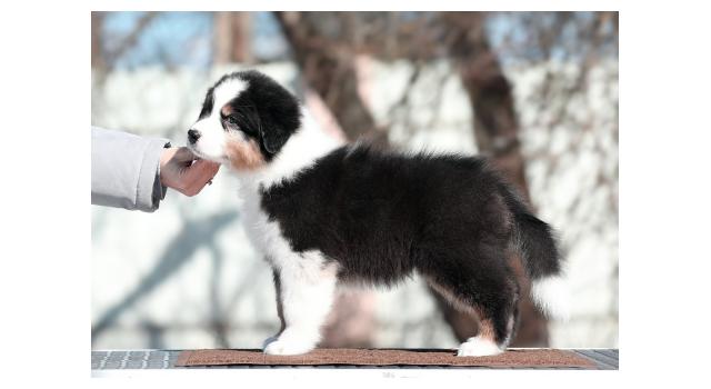 Щенки папийона (папильона) в питомнике Бон Плезир Щенки папийона (папильона) в питомнике Бон Плезир