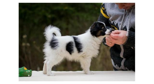 Puppies of papillon in Bon Plaisir Kennel Puppies of papillon in Bon Plaisir Kennel
