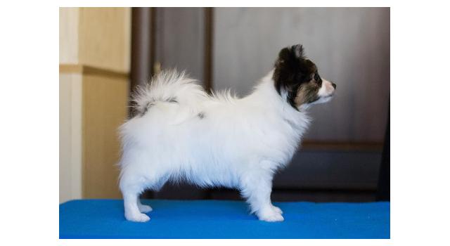 Щенки папийона (папильона) в питомнике Бон Плезир Щенки папийона (папильона) в питомнике Бон Плезир