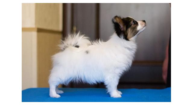 Щенки папийона (папильона) в питомнике Бон Плезир Щенки папийона (папильона) в питомнике Бон Плезир