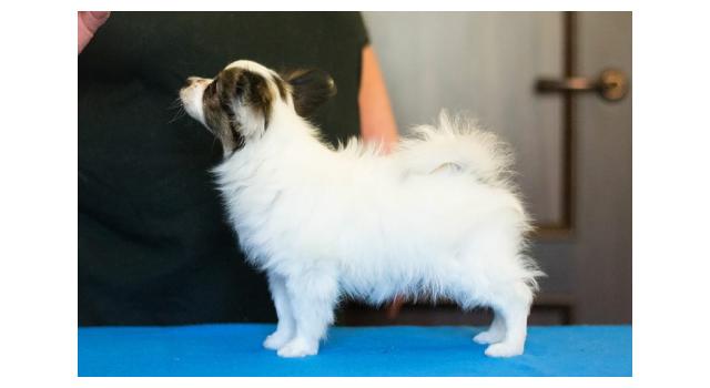 Щенки папийона (папильона) в питомнике Бон Плезир Щенки папийона (папильона) в питомнике Бон Плезир