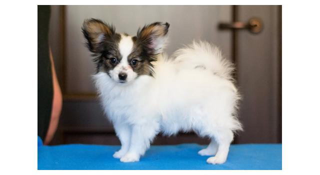 Щенки папийона (папильона) в питомнике Бон Плезир Щенки папийона (папильона) в питомнике Бон Плезир