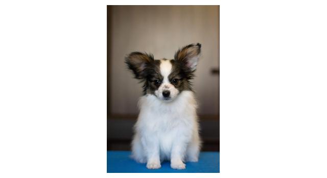 Щенки папийона (папильона) в питомнике Бон Плезир Щенки папийона (папильона) в питомнике Бон Плезир