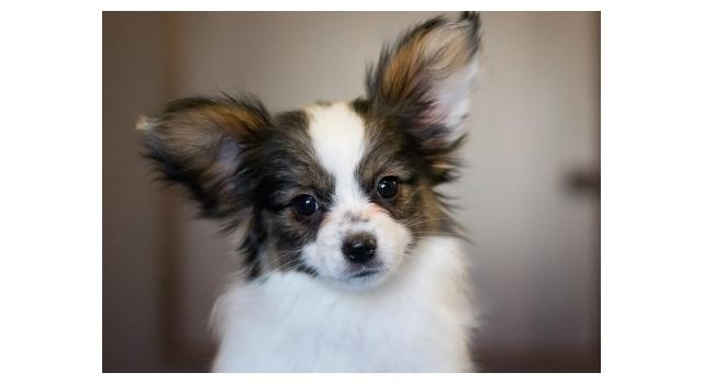 Щенки папийона (папильона) в питомнике Бон Плезир Щенки папийона (папильона) в питомнике Бон Плезир