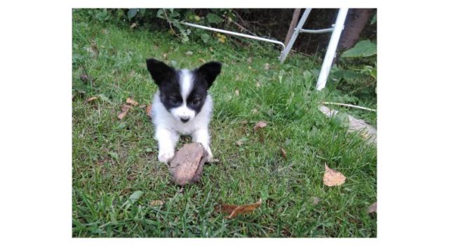 Puppies of papillon in Bon Plaisir Kennel Puppies of papillon in Bon Plaisir Kennel