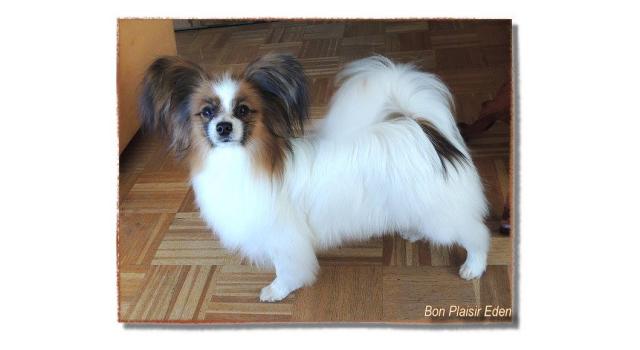 Щенки папийона (папильона) в питомнике Бон Плезир Щенки папийона (папильона) в питомнике Бон Плезир