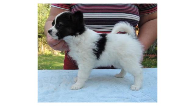 Puppies of papillon in Bon Plaisir Kennel Puppies of papillon in Bon Plaisir Kennel