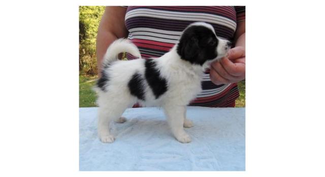 Puppies of papillon in Bon Plaisir Kennel Puppies of papillon in Bon Plaisir Kennel